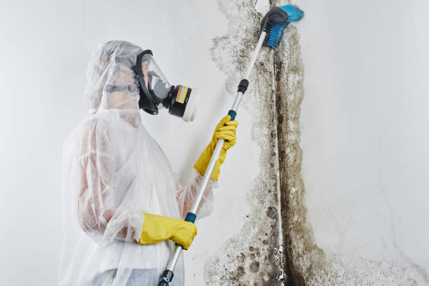 Best Industrial Mold Remediation in Palouse, WA