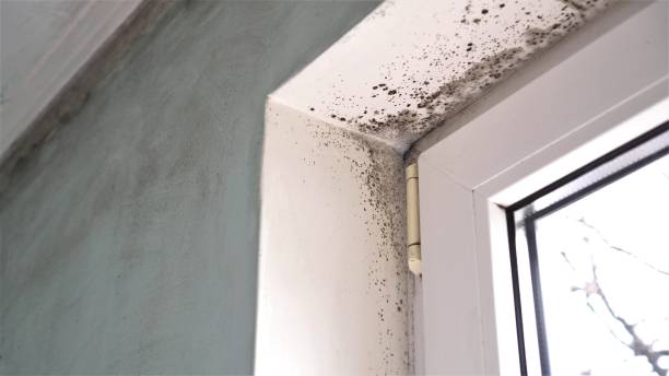 Best DIY Mold Remediation Support Services in Palouse, WA