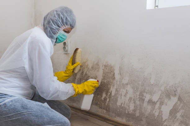 Best Commercial Mold Remediation in Palouse, WA