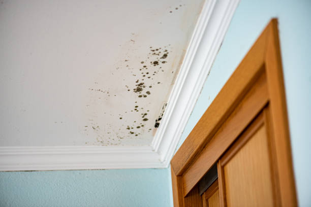 Best Residential Mold Remediation in Palouse, WA