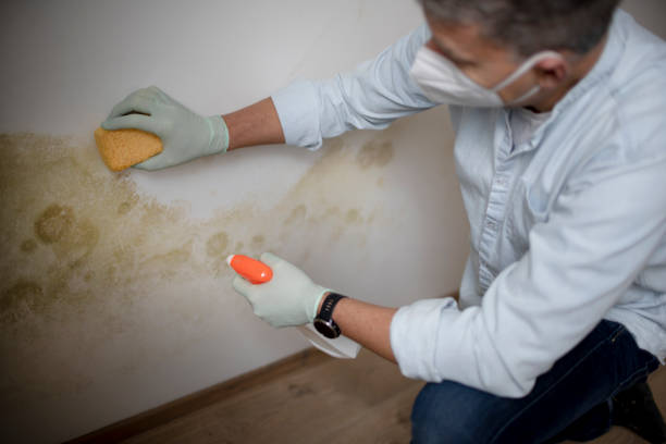 Best HVAC Mold Remediation in Palouse, WA