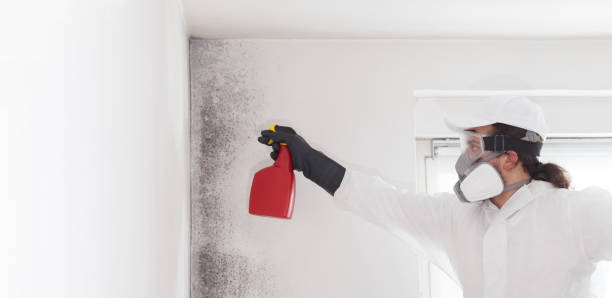 Best Residential Mold Remediation in Palouse, WA