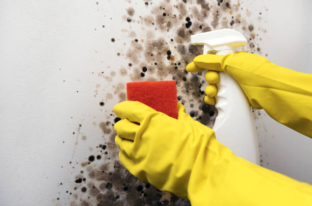 Best Industrial Mold Remediation in Palouse, WA